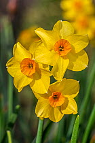 Golden Dawn yellow daffodil cultivar (Narcissus cyclamineus) in flower in spring. March.