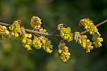 Winter hazel (Corylopsis glabrescens) flowering in spring. Native to Japan and Korea. March.