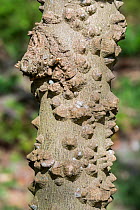 Chinese prickly-ash (Zanthoxylum simulans) close-up of spines on tree trunk. Native to China and Taiwan.