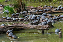 Large group of Red-eared terrapins (Trachemys scripta elegans) and Yellow-bellied sliders (Trachemys scripta scripta) basking in the sun on tree trunk in pond, France. April.