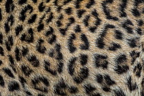 Persian leopard / Caucasian leopard (Panthera pardus saxicolor) fur markings detail. Captive, occurs in central Asia. Endangered.