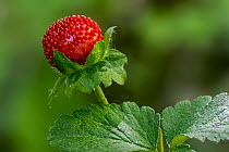 Mock strawberry (Potentilla indica) showing red fruit in late spring, Belgium. June.