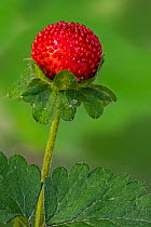 Mock strawberry (Potentilla indica) showing red fruit in late spring, Belgium. June.