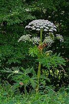Giant hogweed / Giant cow parsley (Heracleum mantegazzianum) in flower at forest's edge, Belgium. June.