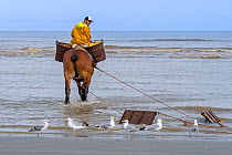 Shrimper riding a draught horse (Equus caballus) along the shore fishing for shrimps using dragnets, with flock of Herring gulls (Larus argentatus) following behind, Oostduinkerke, Belgium, North Sea....
