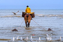 Shrimper riding a draught horse (Equus caballus) along the shore fishing for shrimps using dragnets, with flock of Herring gulls (Larus argentatus) following behind, Oostduinkerke, Belgium, North Sea....