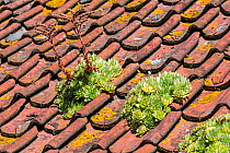 Common houseleek (Sempervivum tectorum) flowering on red tiles on house roof, Belgium. July.