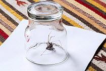 Giant house spider (Eratigena atrica) trapped under a drinking glass on a sheet of paper, an animal-friendly method of removal.