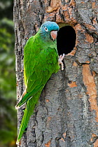 Blue-crowned parakeet (Thectocercus acuticaudatus) perched at entrance to nest hole in tree. Captive, occurs in South America.