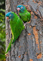 Blue-crowned parakeet (Thectocercus acuticaudatus) pair at nest hole in tree. Captive, occurs in South America.