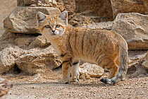 Sand cat (Felis margarita) portrait. Captive, occurs in North Africa, the Arabian Peninsula, Pakistan and the Middle East.