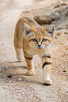 Sand cat (Felis margarita) walking over sandy ground. Captive, occurs in North Africa, the Arabian Peninsula, Pakistan and the Middle East.