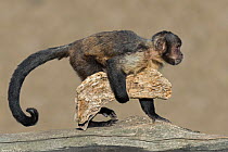 Yellow-breasted capuchin (Sapajus xanthosternos) carrying piece of wood to use as tool for crushing food. Captive, occurs in Brazil. Critically endangered.