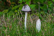 Shaggy ink cap fungus (Coprinus comatus), young fruiting body and mature mushroom in autumnal forest, Flanders, Belgium. October.