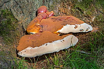 Lacquered bracket fungus (Ganoderma resinaceum), a rare poroid bracket fungus that lives at the base of living trees, Flanders, Belgium. October.