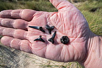 Different species of Eocene shark teeth fossils and fossilised fish vertebra in the palm of a hand, found on sandy beach along the North Sea coast at Knokke-Heist, Belgium. September.