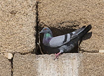 Feral pigeon (Columba livia domestica) sitting at entrance to its nest hole in church wall. Alcantara, Extremadura, Spain. April.