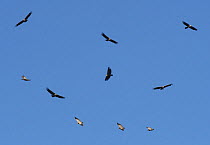 Small flock of Griffon vultures (Gyps fulvus) circling and soaring on thermals, with one Bearded vulture (Gypaetus barbatus) top right.  Lamiana, Aragon, Spanish Pyrenees, Spain. May.