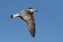 Immature Audouin's gull (Larus audouinii) in flight. Platja del Trabucador, Ebro Delta, Catalonia, Spain. April.