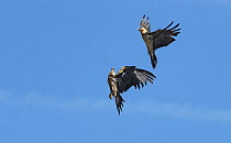 Pair of Bearded vultures (Gypaetus barbatus), one full adult and one tagged sub-adult, engaging in courtship display in flight. Lamiana, Aragon, Spanish Pyrenees, Spain. April.