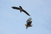 Pair of Bearded vultures (Gypaetus barbatus), one full adult and one sub-adult, engaging in courtship display in flight. Lamiana, Aragon, Spanish Pyrenees, Spain. April.