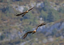 Pair of Bearded vultures (Gypaetus barbatus) engaging in courtship display, flying in parallel. Lamiana, Aragon, Spanish Pyrenees, Spain. April.