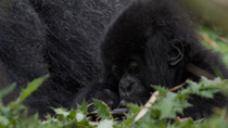Eastern mountain gorilla (Gorilla beringei beringei) infant sitting and feeding on plants next to adult, Volcanoes National Park, Rwanda. September 2020. Critically endangered.