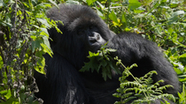 Eastern mountain gorilla (Gorilla beringei beringei) female sitting and eating vegetation, Volcanoes National Park, Rwanda, September 2020. Critically Endangered.