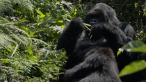 Silverback male Eastern mountain gorilla (Gorilla beringei beringei) sitting, stripping and eating plants as female rests against him, Volcanoes National Park, Rwanda, September 2020.