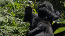 Silverback Eastern mountain gorilla (Gorilla beringei beringei) sitting, stripping and eating plants as female rests against him, Volcanoes National Park, Rwanda. September 2020. Critically Endangered...