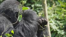 Eastern mountain gorilla (Gorilla beringei beringei) silverback sitting, stripping and eating vegetation whilst looking around, Volcanoes National Park, Rwanda, September 2020. Critically Endangered.