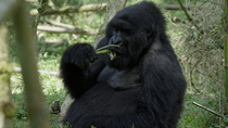 Eastern mountain gorilla (Gorilla beringei beringei) female stripping and eating plant stem, Volcanoes National Park, Rwanda. September 2020. Critically endangered.
