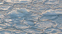 Panning shot of pancake ice floes slowly colliding with each other, Atka Bay, Antarctica.