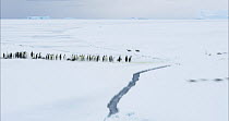 Emperor penguins (Aptenodytes forsteri) crossing a tidal crack in freshly formed sea ice. Timelapse created from stacked stills.