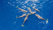 Aerial shot of Sperm whales (Physeter macrocephalus) socialising on the surface of the water, Dominica, Caribbean Sea, Atlantic Ocean.