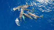 Aerial shot of Sperm whales (Physeter macrocephalus) socialising on the surface of the water. A person can be seen snorkelling near the group. Dominica, Caribbean Sea, Atlantic Ocean.