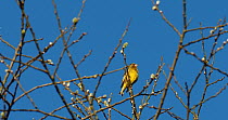 Greenfinch (Carduelis chloris) male perched in a tree and singing, Beaumaris,  Anglesey, Wales.