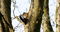 Great spotted woodpecker (Dendrocopos major) drumming on a tree, Anglesey, Wales, UK.