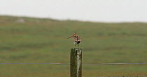 Common snipe (Gallinago gallinago) perched on a fence post and calling, Eshaness, Mainland Shetland, Scotland, UK.
