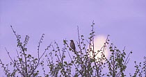 Song thrush (Turdus philomelos) male singing during dawn chorus, Compton Abbas, Dorset, UK.
