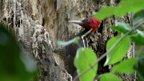 Pale-Billed woodpecker (Campephilus guatemalensis) pecking fragments of wood off hollow tree trunk, Corcovado National Park, Costa Rica.