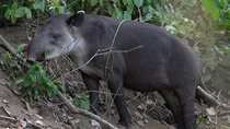 Baird's tapir (Tapirus bairdii) feeding on leaves before walking into bushes and exiting frame, Corcovado National Park, Costa Rica.