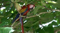 Scarlet macaw (Ara macao) feeding on walnut whilst perched in walnut tree and dropping the nut before bowing, Corcovado National Park, Costa Rica.