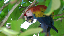 Scarlet macaw (Ara macao) feeding on walnut whilst perched in walnut tree, Corcovado National Park, Costa Rica. Critically Endangered.