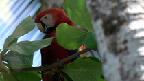 Scarlet macaw (Ara macao) preening wing feathers and looking around, whilst perched in walnut tree, Corcovado National Park, Costa Rica. Critically Endangered.