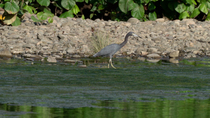 Little blue heron (Egretta caerulea) hunting in shallow river mouth by wading through water before pausing and catching prey, Corcovado National Park, Costa Rica,