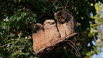 Great Horned Owl (Bubo virginianus) parent with two owlets perched on branch in tree. Adult owl preens talon, the chick beside it starts to preen the adult's ear tufts, the adult preens the chick and...
