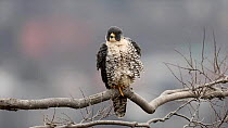 Peregrine falcon (Falco peregrinus) shaking feathers whilst perched on tree branch. It lifts up one foot so that it stands on one leg, New Jersey, USA. March.