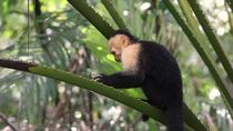 White faced capuchin (Cebus imitator) feeding on tough fruit and looking around, whilst sitting on palm tree frond, Costa Rica. August.
