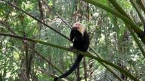 White faced capuchin (Cebus imitator) feeding on fruit whilst sitting on palm tree frond, Costa Rica. August.
